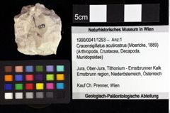 Foto (Objket + Etiketten) von Cracensigillatus acutirostrus (Moericke, 1889) 